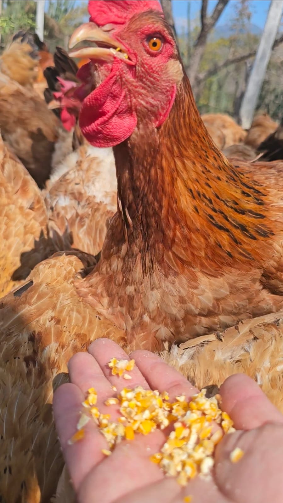 Texto sobre nuestra filosofía de crianza regenerativa y sin atajos