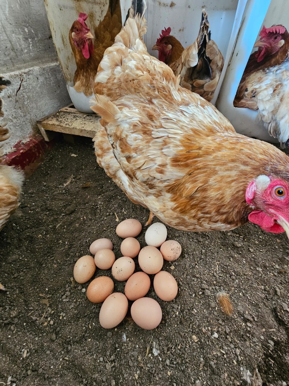 Gallina colorada cuidando sus huevos en la tierra