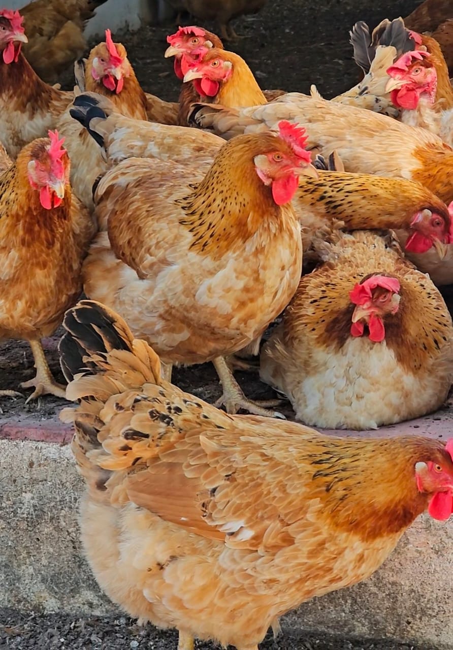 Gallinas escarbando y caminando en libre pastoreo