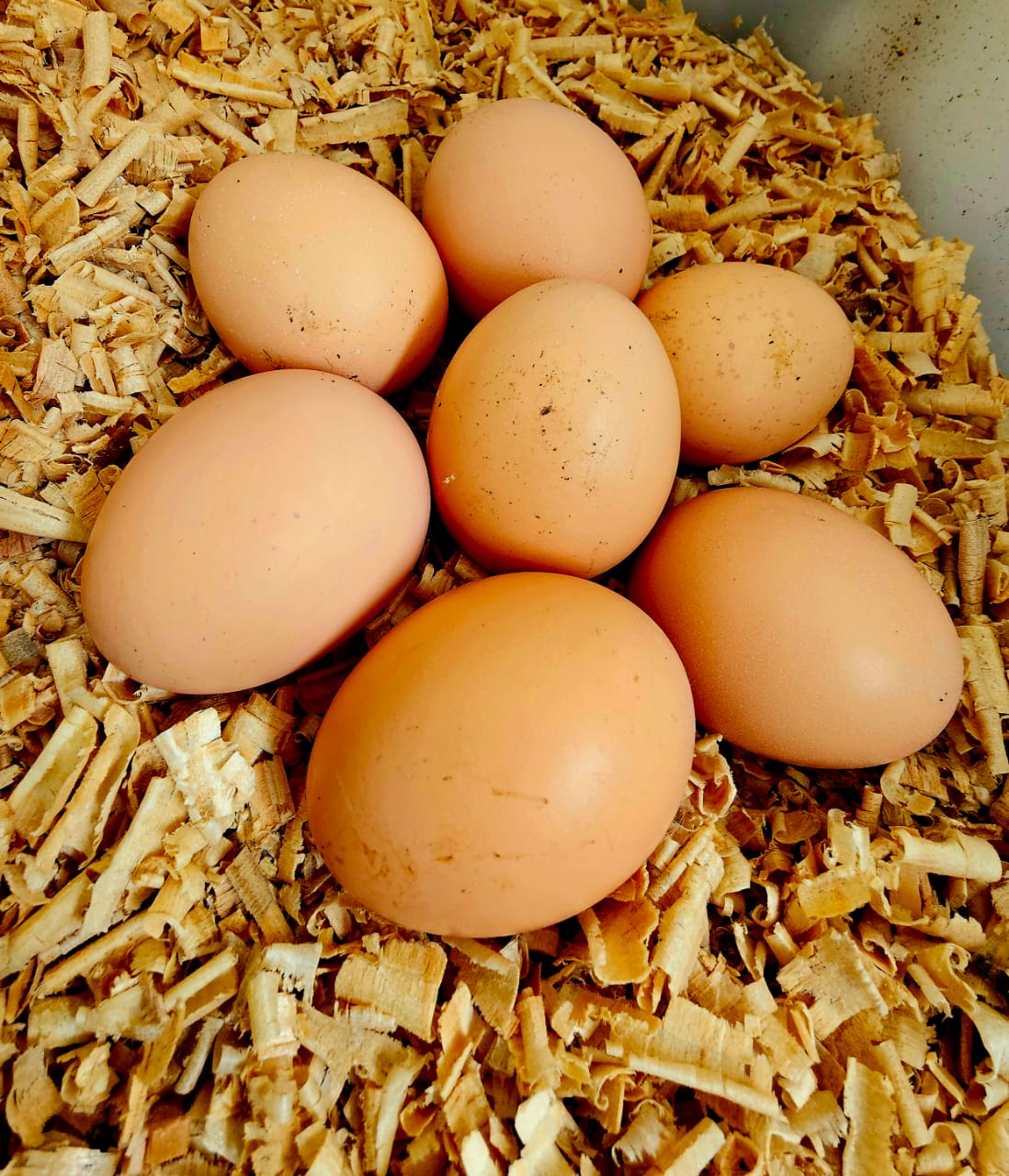 Acercamiento de huevos frescos recién recolectados del nido